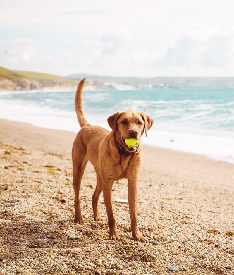 home3_s4_1 Dog at Beach