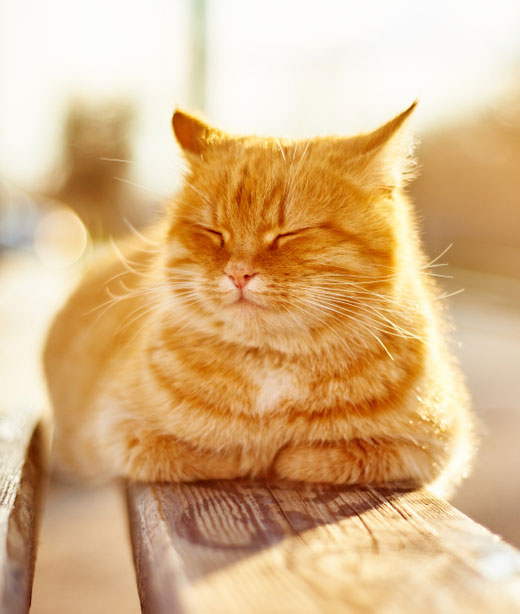 Home image Cat