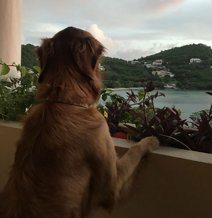 Home Image dog