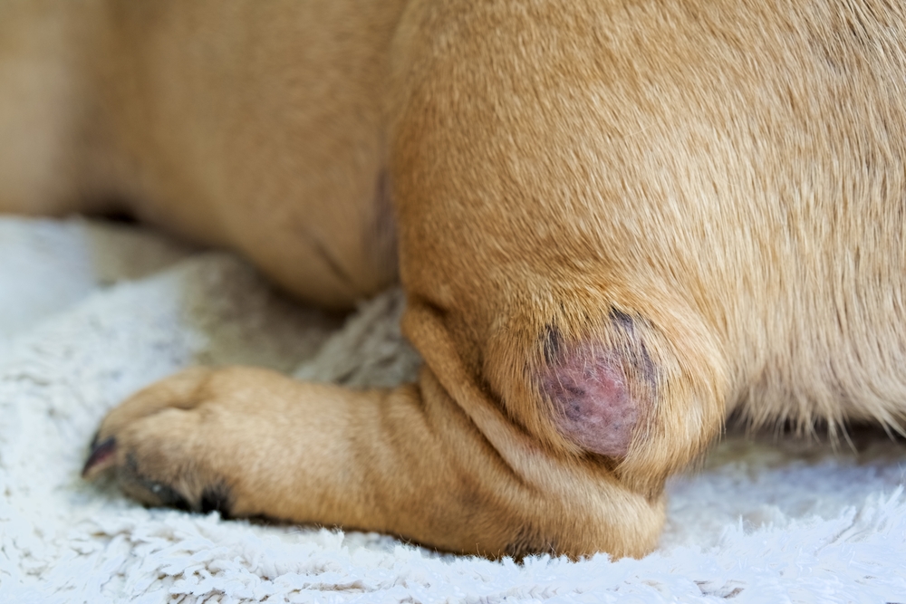 Close-up of a tumor on a dog’s leg, showing an abnormal lump that may indicate cancer and requires veterinary evaluation.