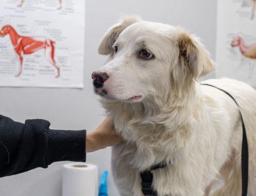 How Much Does Emergency Vet Care Cost?