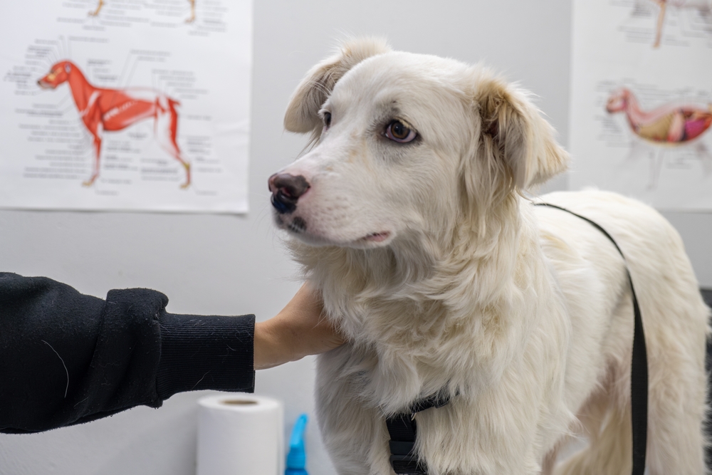 A white dog stands calmly on an examination table while a person gently holds its neck in a veterinary clinic, with anatomical dog charts visible on the wall in the background.