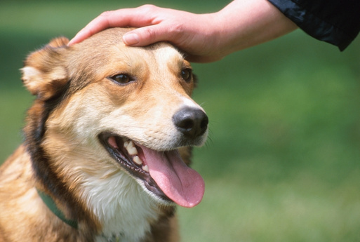 Dog wearing sunglass A person's hand gently pets the head of a happy dog with its tongue out.