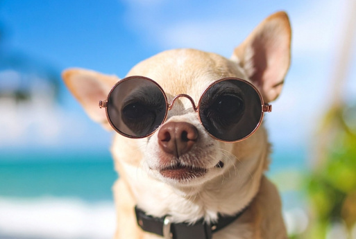 Dog wearing sunglass A chihuahua wearing round sunglasses sits on a beach with the ocean and blue sky in the background.