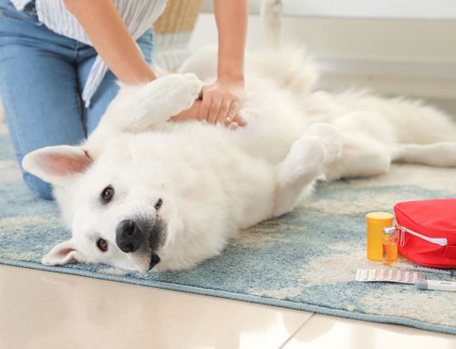 Cardiac Medications Explained: Pimobendan, Diuretics, ACE-Inhibitors