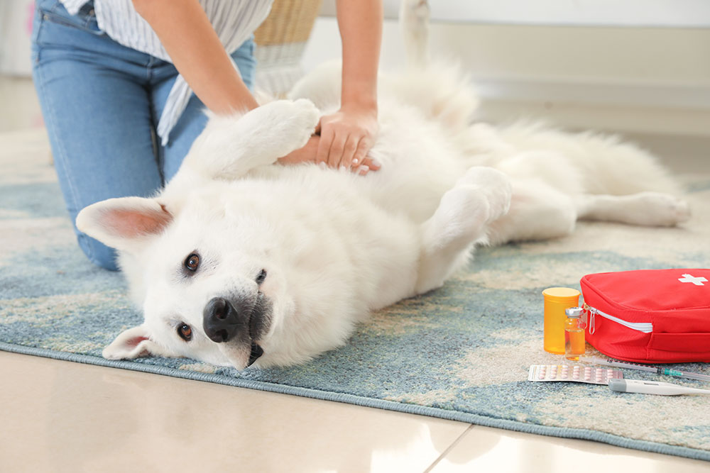 Dog receiving heart medication from veterinarian for cardiac condition management
