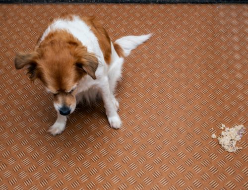 Chronic Vomiting: From Food Trials to GI Biopsy