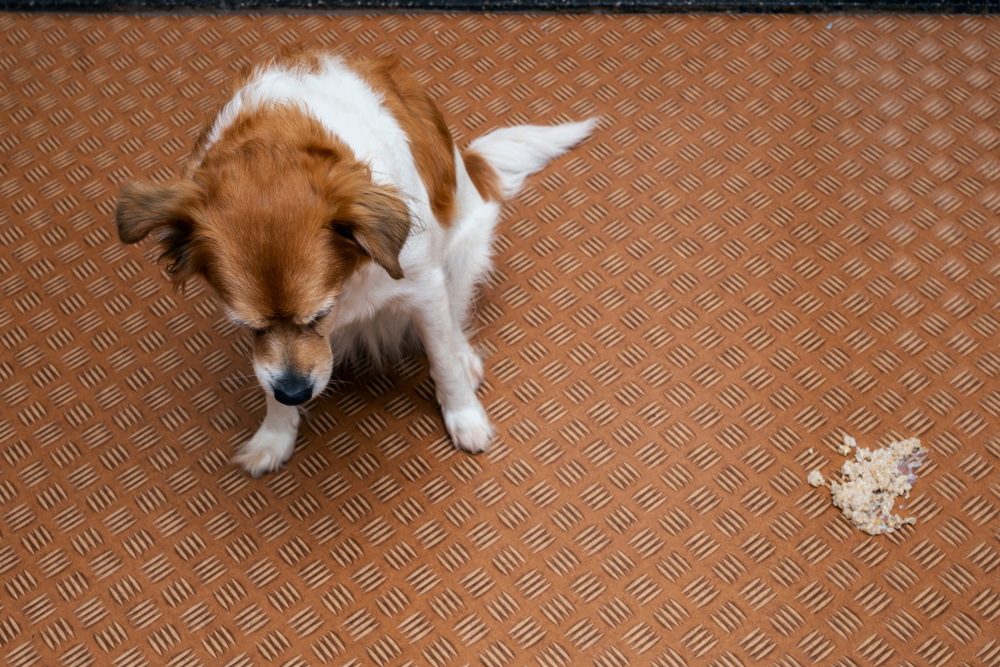Small brown and white dog sitting on a textured floor next to a small pile of vomit, appearing ashamed.