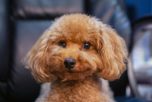 Happy brown dog A close-up portrait of a fluffy, light brown poodle with dark eyes and a black nose, looking directly at the camera.