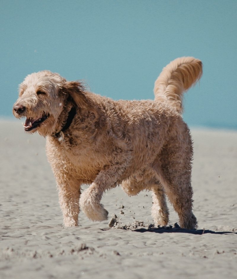 Happy dog A light-colored, curly-haired dog runs on a sandy beach with a bright blue sky in the background.