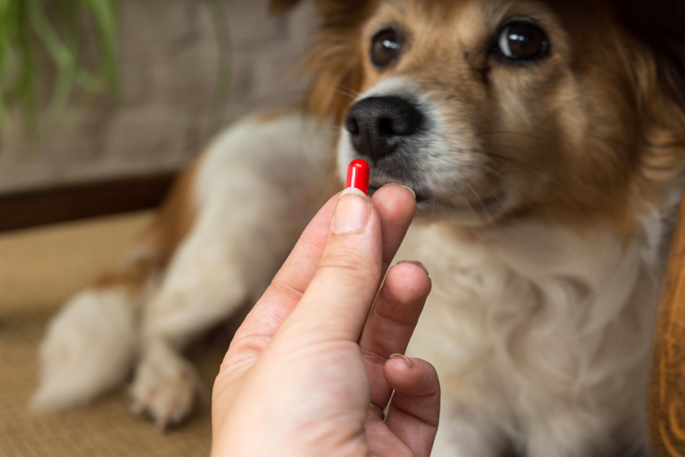Close-up of woman’s hand holding pills, concept of healthcare, medication and dietary supplements.