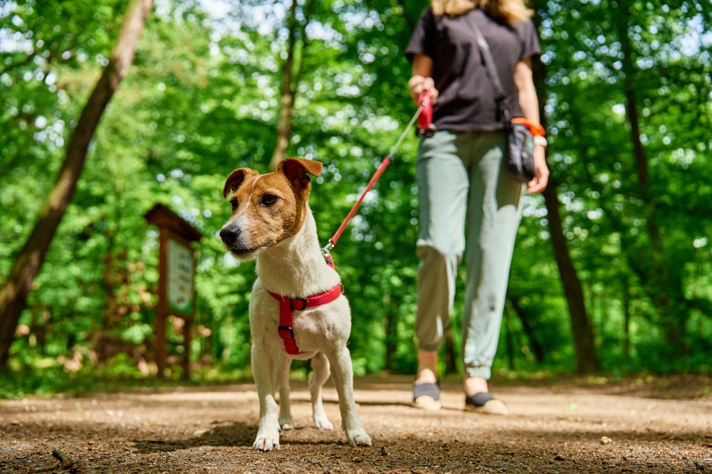 Female dog walker walking a Jack Russell Terrier on a leash in a sunny summer park.