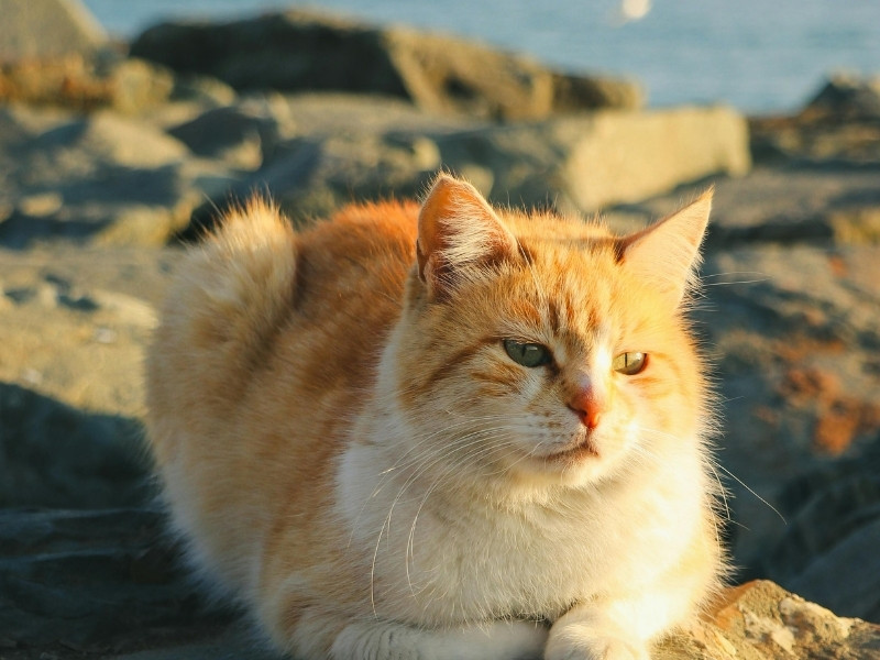 Relaxing cat A ginger and white cat rests on rocks near the water, with the sun warming its fur.
