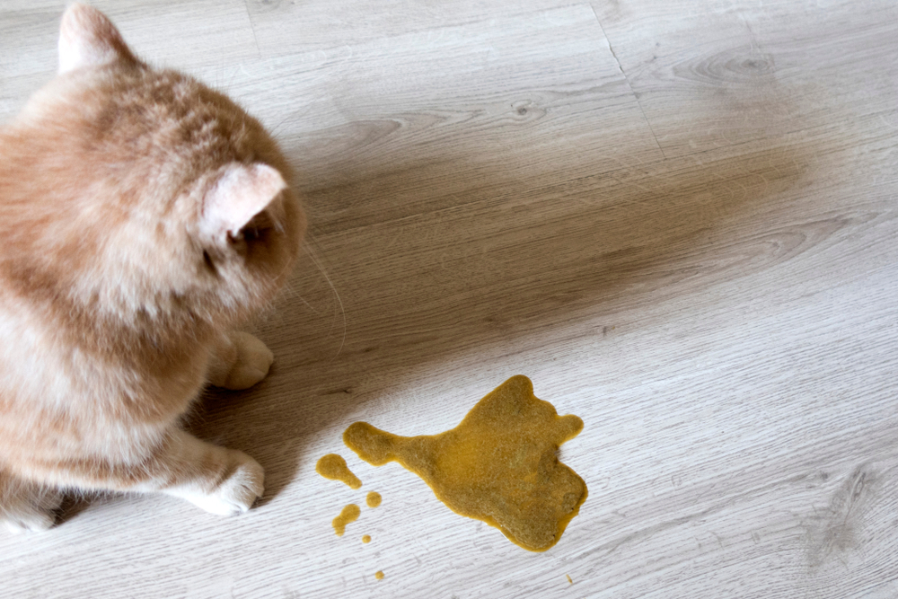 Light orange cat sitting on a wooden floor beside a puddle of vomit, looking downward.