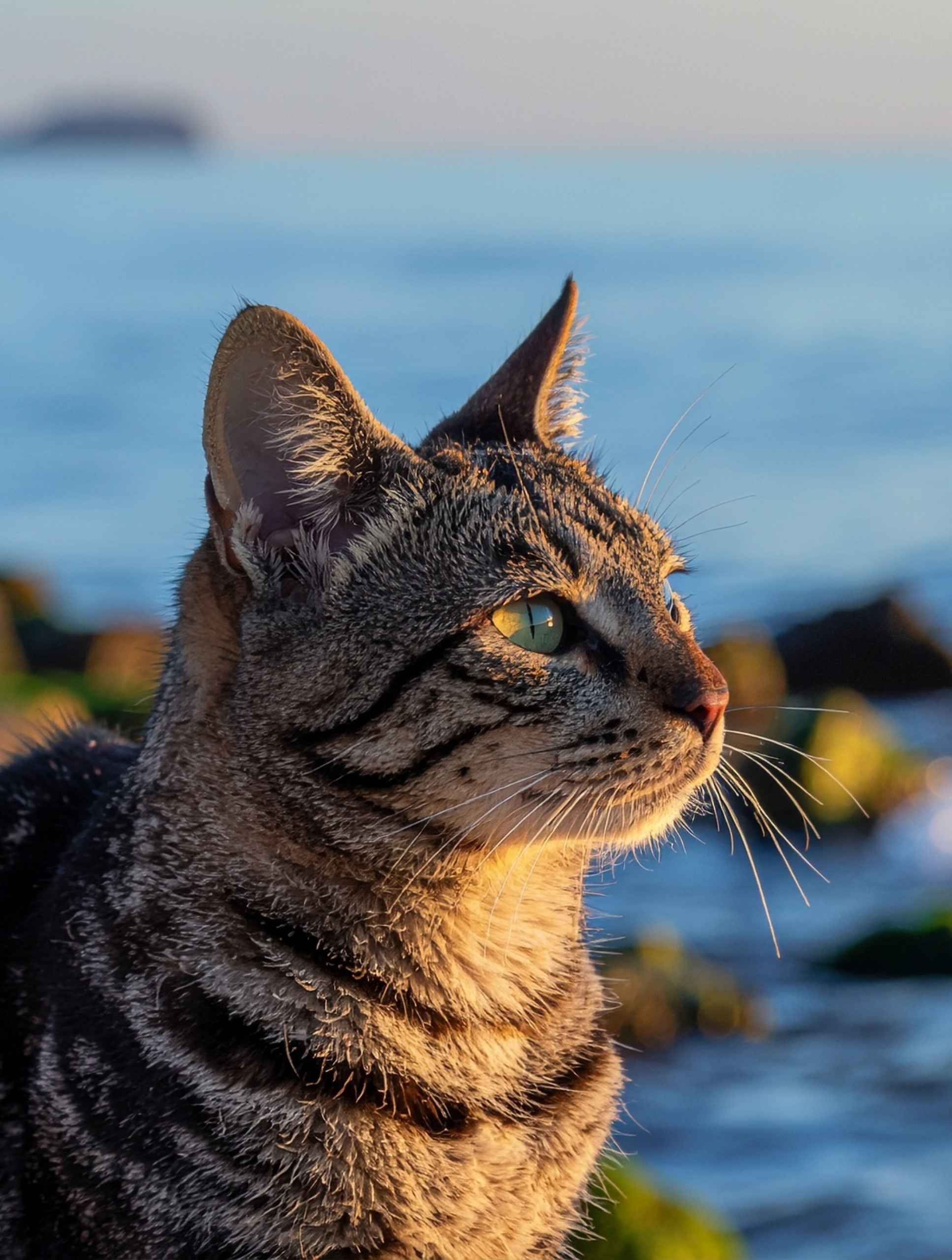 A tabby cat with green eyes looks out over the ocean from a rocky shore at sunset.