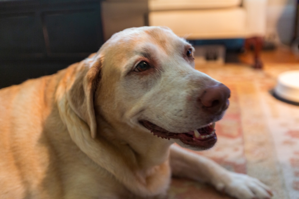 Elderly Labrador lying down with low energy, representing potential warning signs of cancer such as lethargy in dogs.