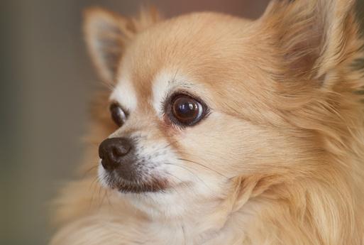 old dog Close-up of a fluffy tan Chihuahua dog with large dark eyes looking to the left.